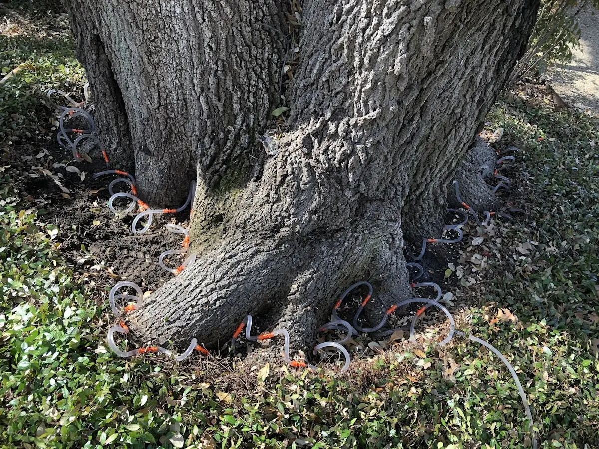 Detailed Tree Cabling and Bracing job site in Nunez