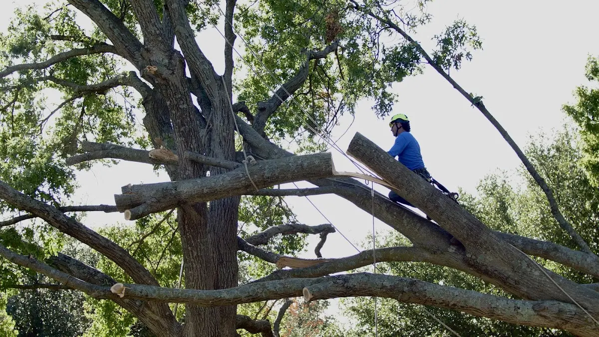 Professional Crown Thinning performed by certified arborists in Nunez