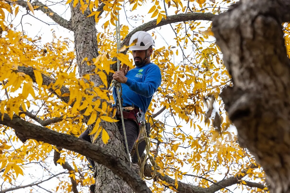 Skilled Tree Transplanting crew working in Nunez