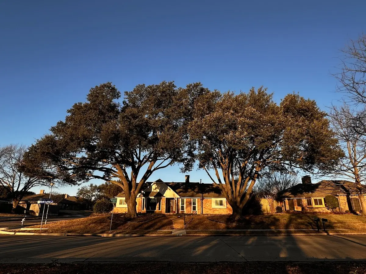 Established residential canopy tree shading a home in Nunez